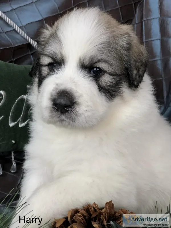 Great Pyrenees puppy