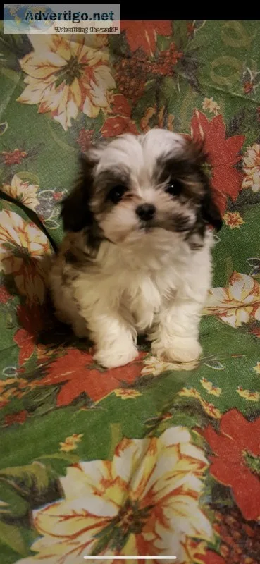 Shih Tzu