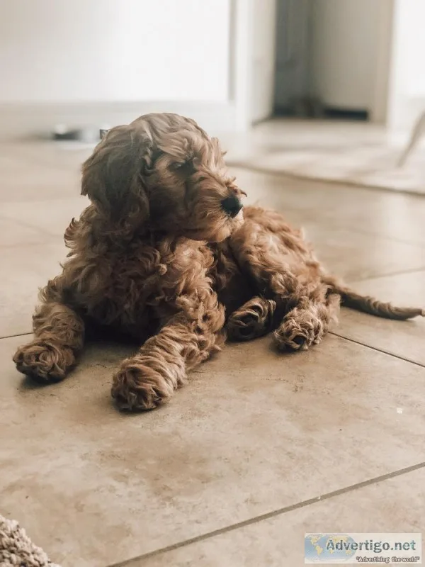 Mini Goldendoodle