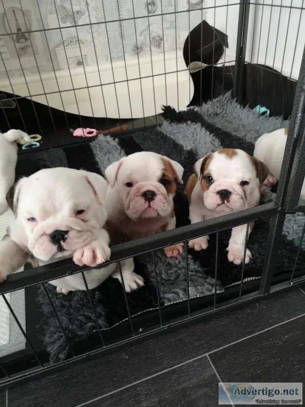 English bulldog puppies for sale