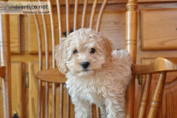 2 Cockapoo Puppies