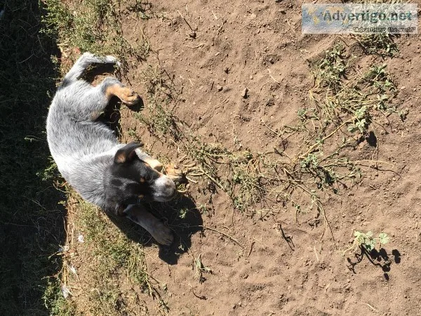 Blue heeler puppies