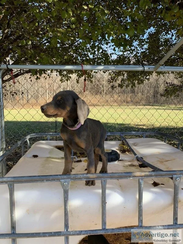 Doberman puppies