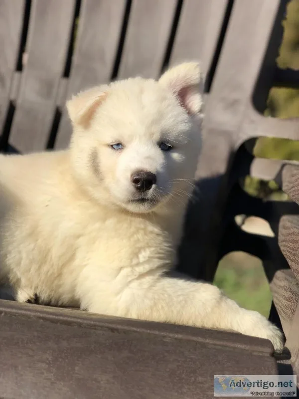 Siberian Husky puppies