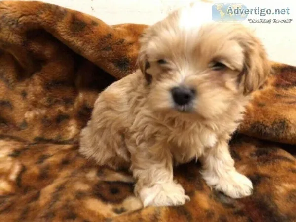 Maltipoos mix maltese