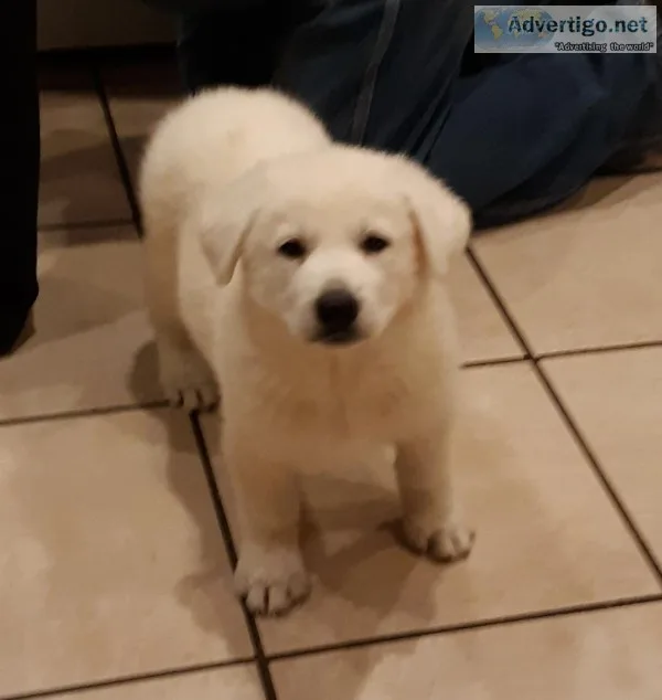 AKCWHITEGerman Shepherd Puppies