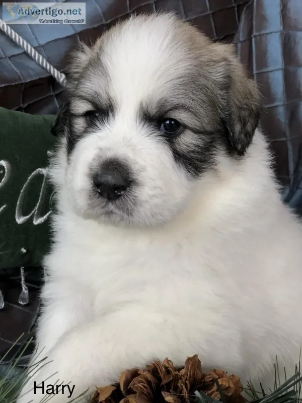 Great Pyrenees-Puppy-Male