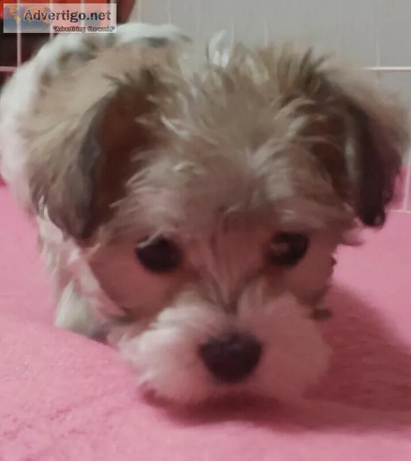 3 Adorable Schnoodle baby Girl s