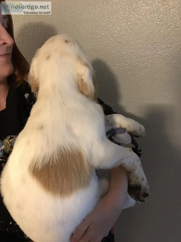 AKC English Cocker Spaniel