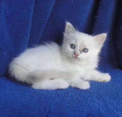TICA Registered ragdoll Kittens for sale