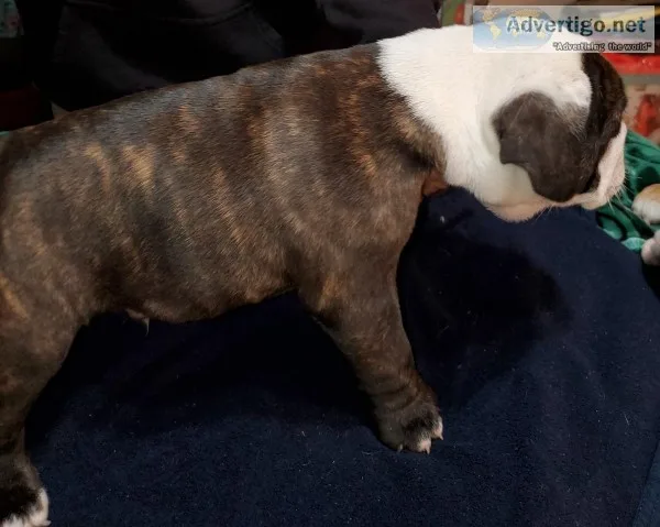 Olde English bulldogge puppies i.o.e.b.d.a
