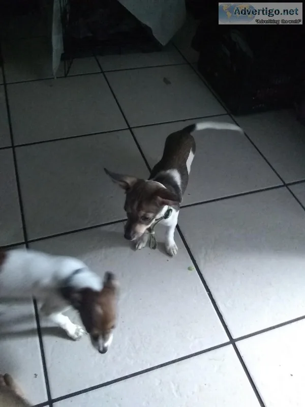 Two Jack Chi for sell