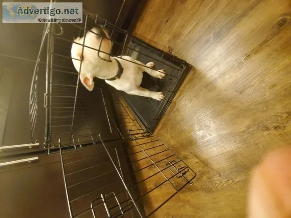 Bull terrier white female puppy