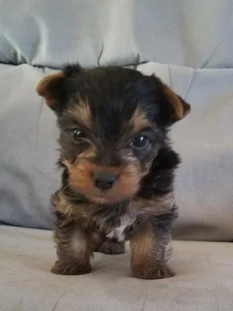 AAA Yorkies