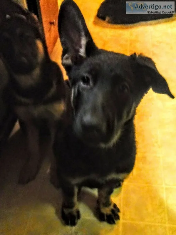 AKC German shepherd puppies