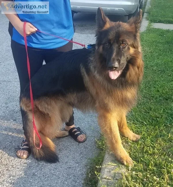 Full blooded German shepards