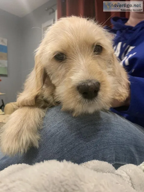 Labradoodle Puppies