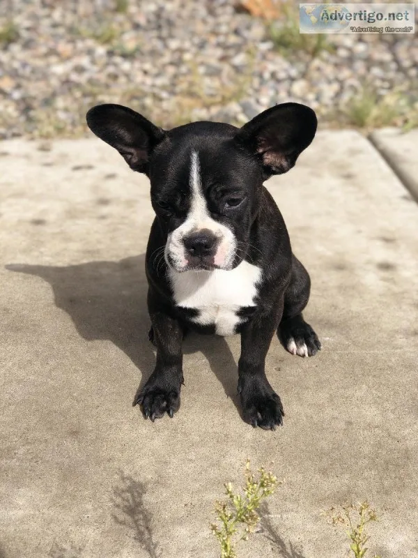 French bulldog pup