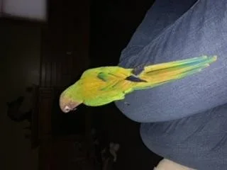 RARE HAND FED dusky parrot babies AMAZING FAMILY PARROTS