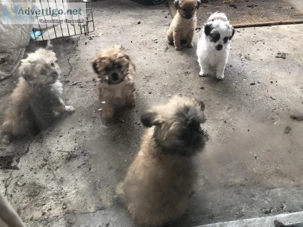 5 males Shih Tzu puppies