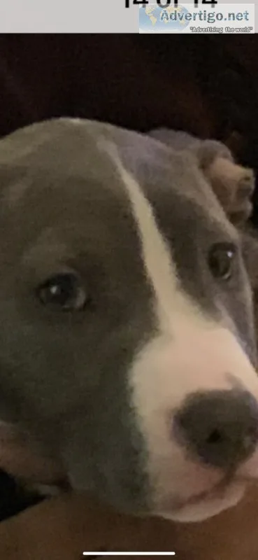 Brindle pittri w papers
