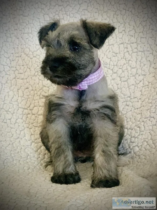 Adorable Miniature Schnauzer Puppies