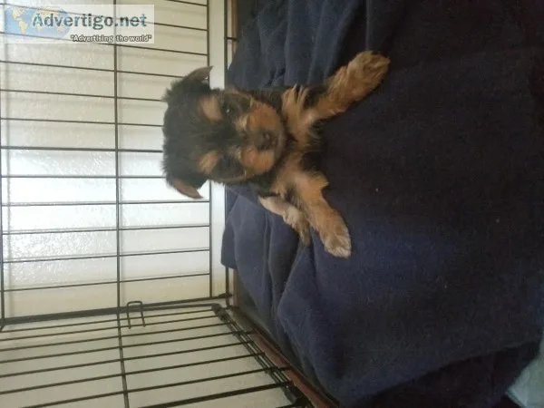 Yorkie