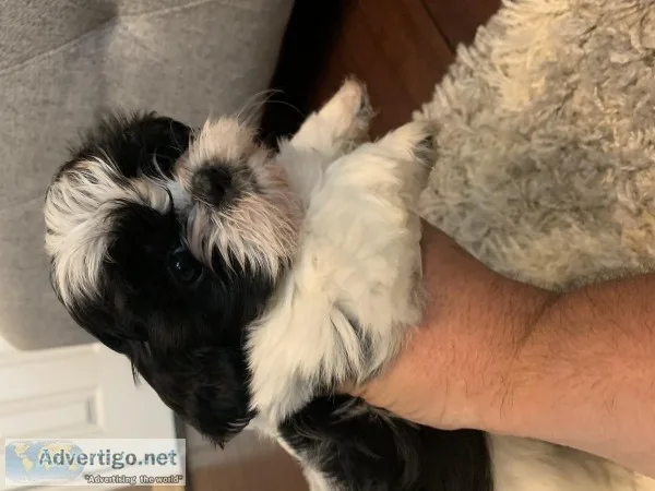 Shih Tzu puppies