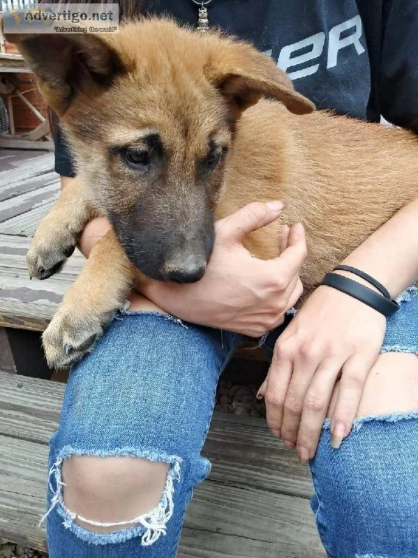 Puppies