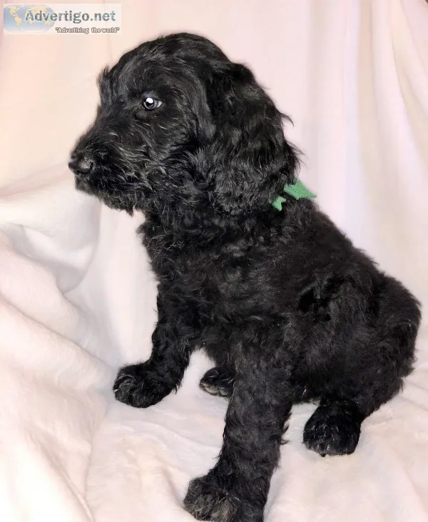 Black Goldendoodle Puppies