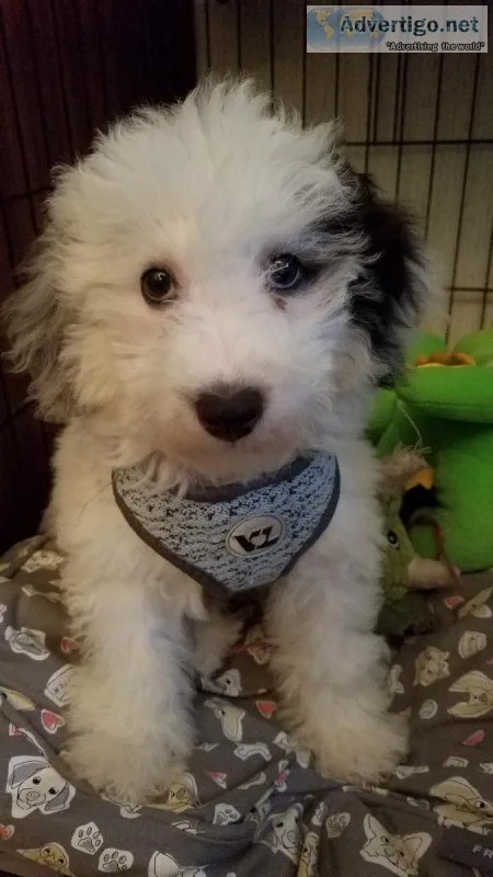 MINI SHEEPADOODLE