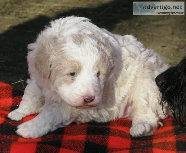 Red and White Poodle Cross