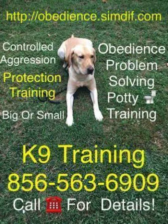 Affordable obedience potty training