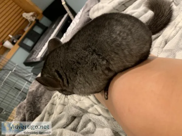 4 month old Chinchilla
