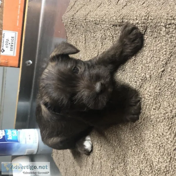 miniature schnauzers