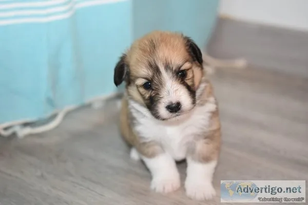 My puppy was pooping everywhere until....