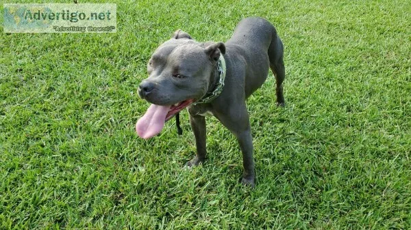 2.5yo Blue female pit to good home