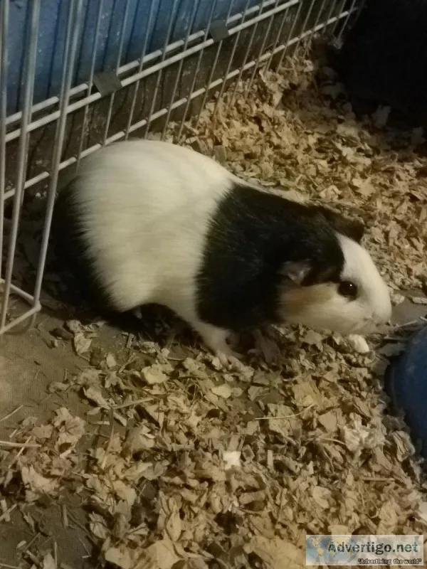 3 guinea pigs