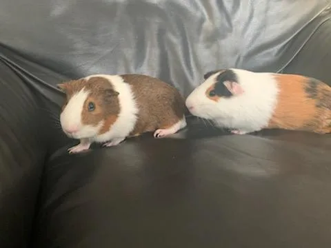 2 Male Quinea pigs with home food and toys