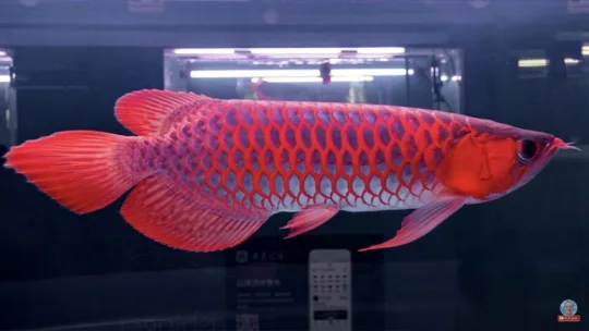 Arowana Fish