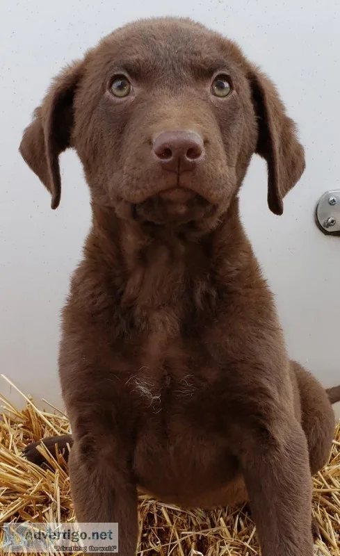 AKC Chesapeake Bay Retriever