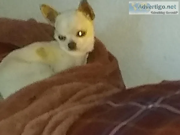 Chihuahua Apple Head Female