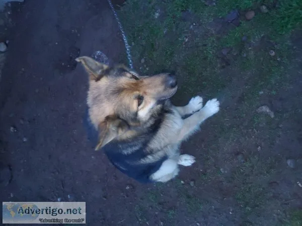 German shepherd and Australian shepherd free