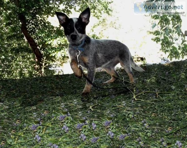 toy Queensland Heeler female