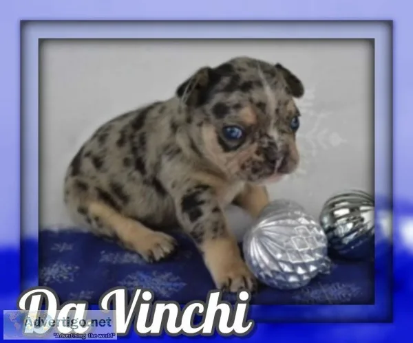 Da Vinchi AKC Male French Bulldog