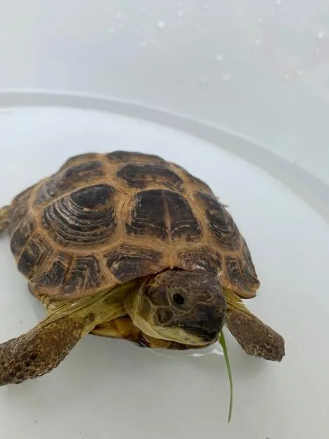 Tortoise