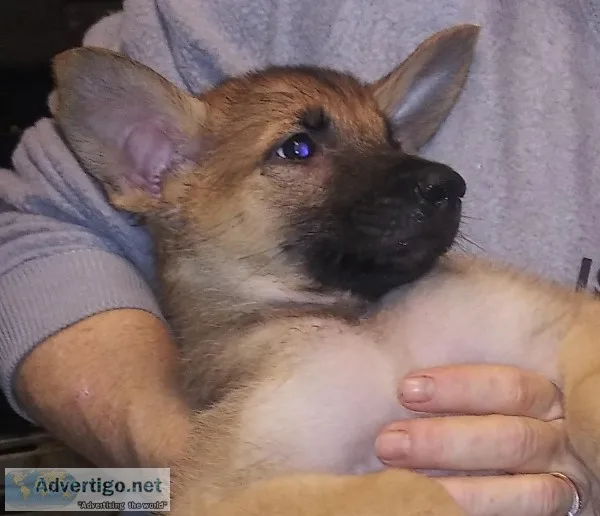 Purebred German Shepherd Puppies