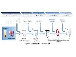 Tissue RNA isolation