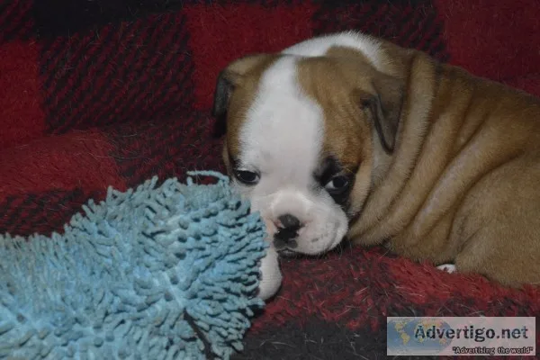 English bulldog puppies