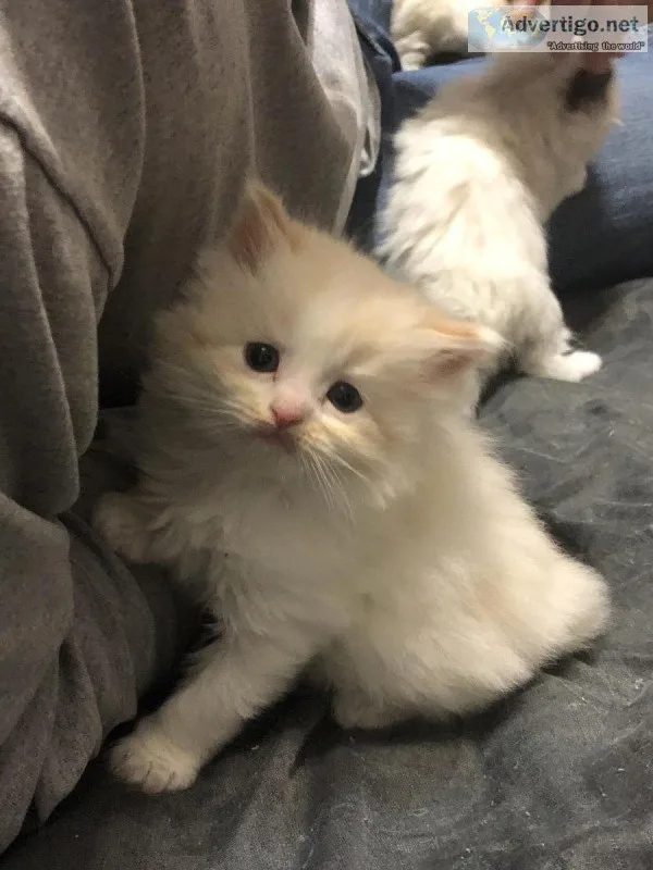 Rag Doll kittens